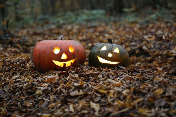 Вместо Хеллоуина: в России предложили учредить фестиваль урожая в конце октября2